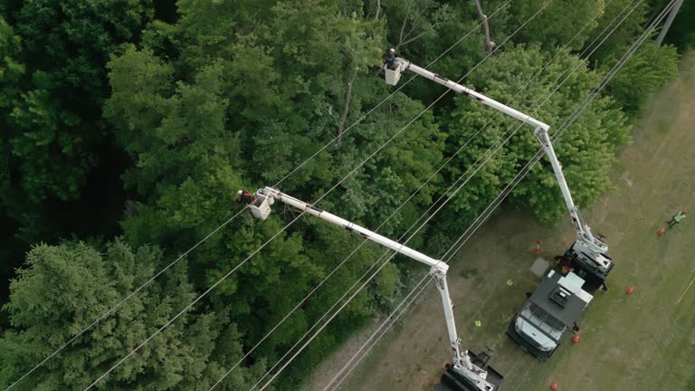 How Our Tree Care Process Works  in  Hyde Park, UT