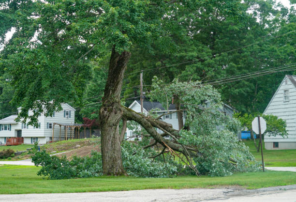 Trusted Hyde Park, UT Tree Services Experts